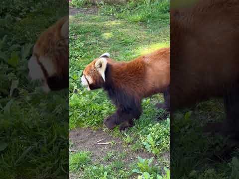 ひなたくんは 主に(向かって)左側のリンゴを担当🤭　レッサーパンダ　大森山動物園にて　2026年4月29日