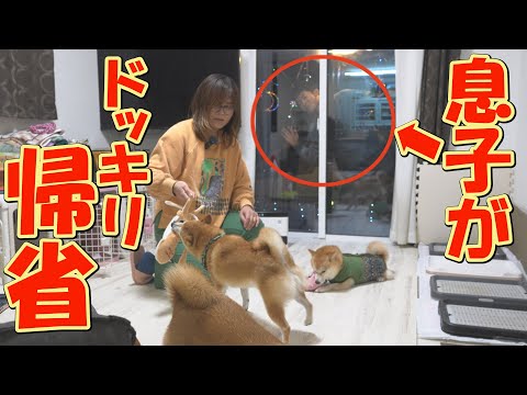 突然息子が現れると、絶叫し大喜びする柴犬達が可愛すぎました。 サムネイル