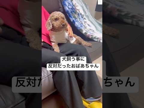 犬飼うの反対してたおばあちゃんの現在　　トイプードル　犬　かわいい 面白い　犬のいる暮らし サムネイル