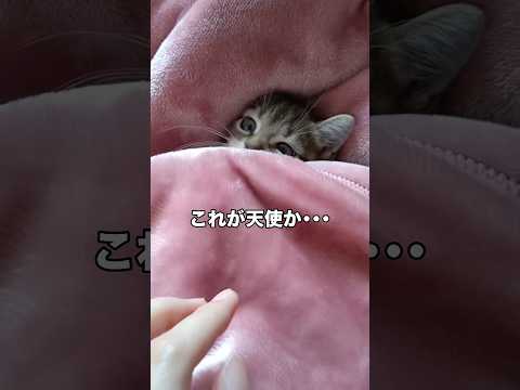 最後の仕草鬼可愛すぎて滅 子猫 キジトラ 猫 shorts サムネイル