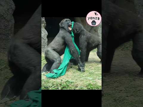 hilarious gorilla playing 🤣 gorillatag taipeizoo 金剛猩猩 台北市立動… サムネイル