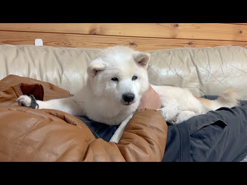 疲れ切ったパパに直接 癒しパワーを送る柴犬とお留守番時間を超エンジョイするサモエド サムネイル