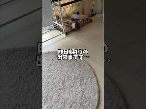 朝の4時から飼い主を驚かす柴犬 サムネイル