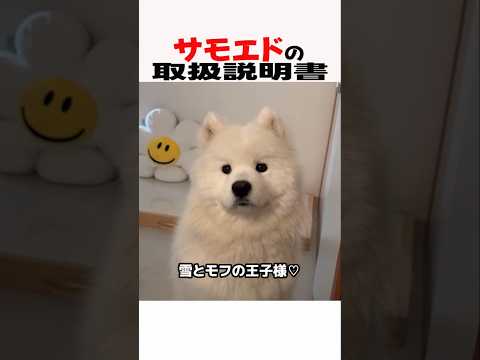 サモエドの取扱説明書　サモエド サモエドスマイル 大型犬のいる生活 大型犬のいる暮らし 犬好きさんと繋がりたい 元気お… サムネイル