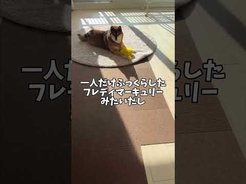 ダメな飼い主のために柴犬は・・・ サムネイル