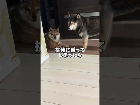 柴犬の多頭飼いがうまくいく秘訣？