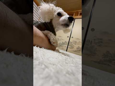 shorts 下からタローちゃん　トイプードル　2026年1月17日 サムネイル