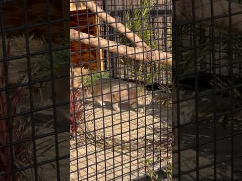 shorts ジウちゃん　活発に❣️ スナネコ　ごかつら池どうぶつパーク　2026年1月242 サムネイル