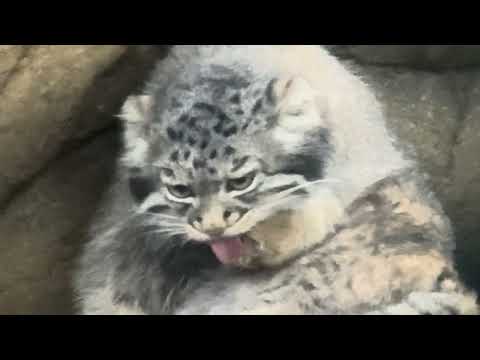 アブリコースちゃんの毛づくろいをアップで❣️ マヌルネコ　那須どうぶつ王国　2025年9月13日 サムネイル