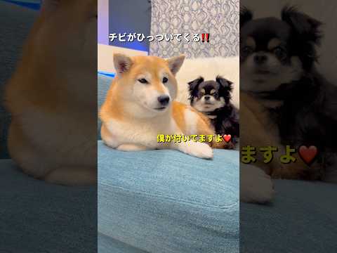 病院後ご機嫌ななめ😓柴犬 チワワ shorts サムネイル