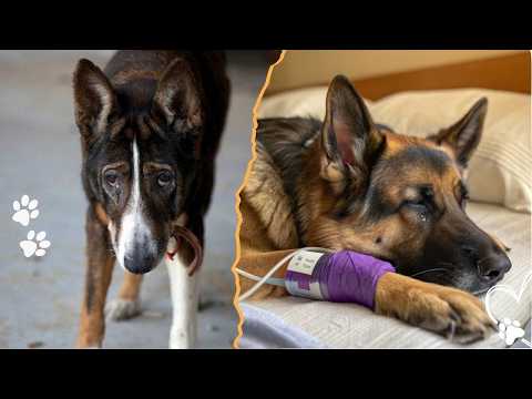 Early Signs of Arthritis in Dogs Most Owners Miss サムネイル