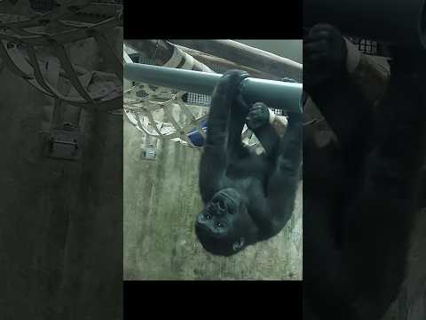 gymnast gorilla Ringo climbing pipe gorillatag 金剛猩猩 taipeiz… サムネイル