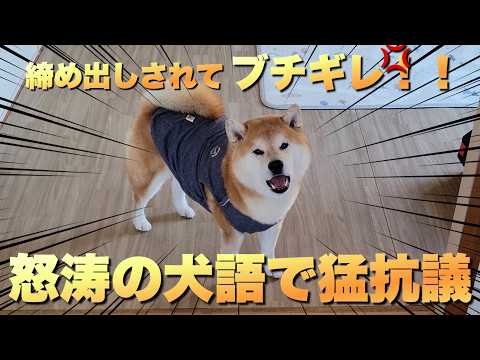 締め出された柴犬。帰宅と同時に、主へ怒涛の犬語で猛抗議＆マジギレ サムネイル