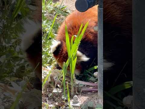 shorts レッサーパンダガイドで貰ったタケノコを食べる みいちゃん　千葉市動物公園にて　2026年5月9日 サムネイル