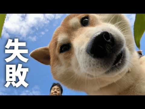 遠近感の極みに到達した柴犬こむぎの散歩 サムネイル