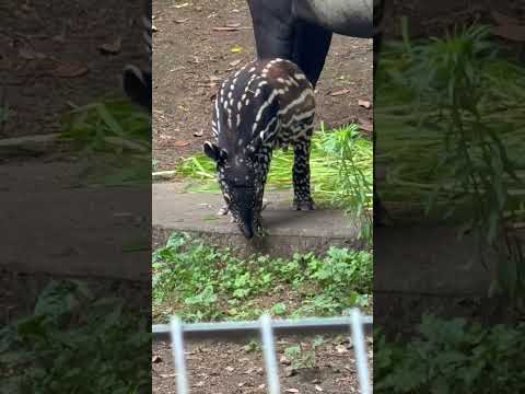 shorts ママの青草もチョッと欲しい⁈カナタくん マレーバク親子 千葉市動物公園にて 2026年7月12日