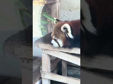 shorts キララさんアラタちゃん親子　レッサーパンダ　浜松市動物園にて　2026年2月14日  IMG 8460 サムネイル