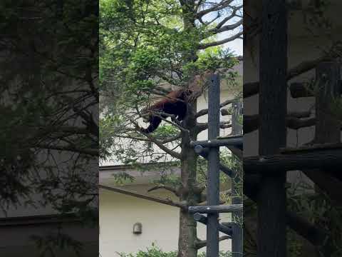 shorts みいちゃん流 木登りの仕方😊　レッサーパンダ　千葉市動物公園にて　2026年5月9日