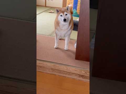 柴犬福 おやつと聞くとちゃんとやって来る賢い柴犬🤣Coming Shiba🤣姉と柴 shorts funny 柴犬 s… サムネイル