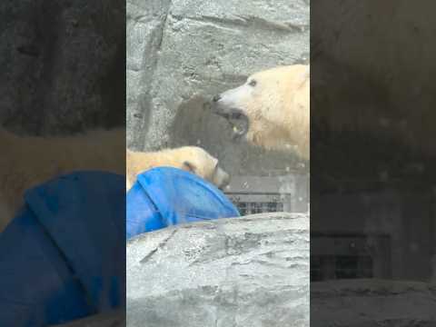 shorts モモ太くん 怒られちゃった🤭？　  ホッキョクグマの親子　男鹿水族館GAOにて　2026年5月22日 サムネイル