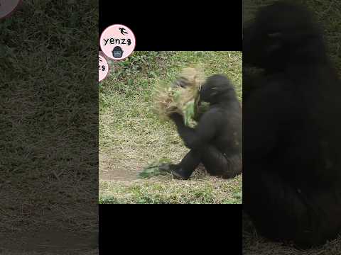 Ringo做窩可愛動作 gorilla gorillatag taipeizoo 金剛猩猩 台北市立動物園 shorts サムネイル