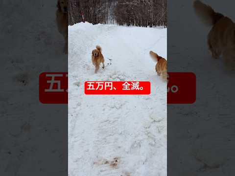 五万円が全滅。破壊神ライトに挑んだパパの末路がヤバイ… サムネイル