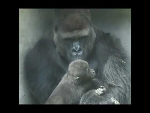 baby little Gorilla Ringo slowly walked towards dad D'jeeco…