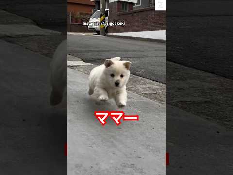 反則級…ママを追いかける子犬が可愛すぎる💕　　#子犬　#犬　#かわいい　#犬のいる暮らし #癒し サムネイル