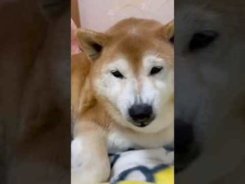 柴犬福 姉に隠れ肉球を指摘され逆ギレ柴犬🤣Sister vs Shiba🤣姉と柴 shorts funny 柴犬 fu… サムネイル