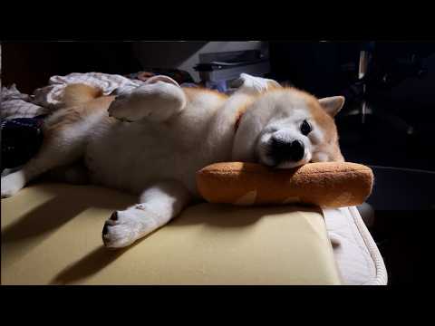 お姉ちゃんによりパンのぬいぐるみと強制的に仲良しにさせられ、カチコチになってしまう柴犬 サムネイル