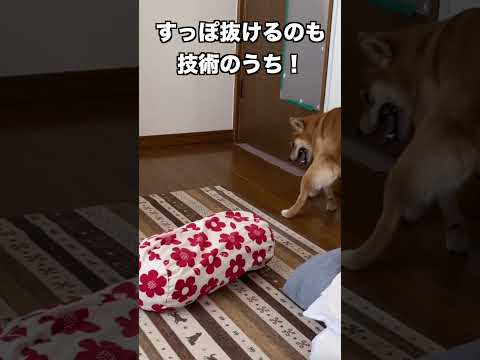 すっぽ抜けるのも技術のうち 柴犬 shibainu 癒し サムネイル
