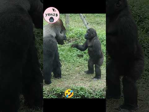 Gorilla Ringo在爸爸D'jeeco面前耍萌 gorillatag taipeizoo 金剛猩猩 台北市立動… サムネイル