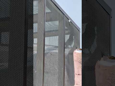 shorts ケアのレアちゃん発見💡　那須どうぶつ王国にて　2026年1月30日