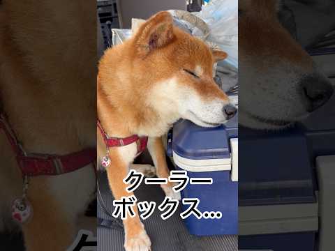 ’26.8.10 力丸の活動は夕方から…? 柴犬 柴犬のいる暮らし shibainu 柴犬の日常 眠い犬 カメラ目線…