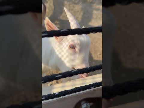 shorts ヤギさん 真っ白でキラキラ　ごかつら池どうぶつパークにて　2026年1月24日 サムネイル