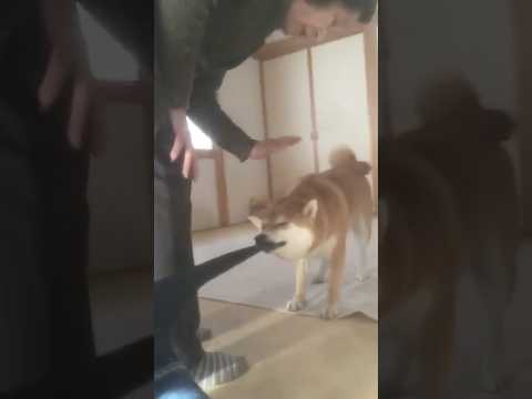柴犬福 懐かし動画、兄の靴下引っ張りおばあさんに怒られる柴犬🤣Bad boy🤣姉と柴 shorts 柴犬 shibai…