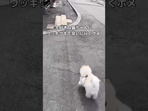 久しぶりの再会を喜んでるかと思ったら最後猫パンチが顔面に飛んできたポメ ポメ ポメラニアン 小型犬 shorts サムネイル
