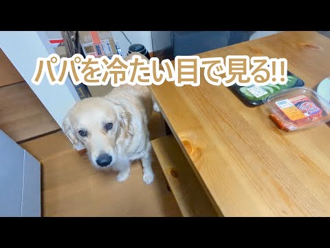 折角の海暮らしなのに！ゴールデンレトリバーティト サムネイル