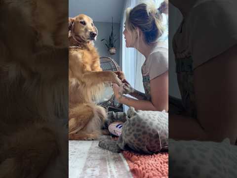 dog-tor coby to rescue🛟goldenpup puppy goldenpupppy dogbree… サムネイル