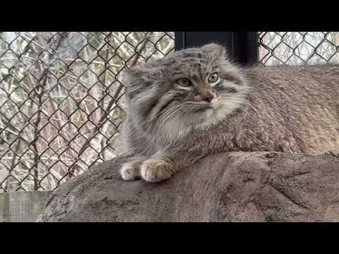 ガッツリ冬毛にちょこんと前足オリーヴァちゃん　マヌルネコ　埼玉県こども動物自然公園にて　2026年3月7日 サムネイル