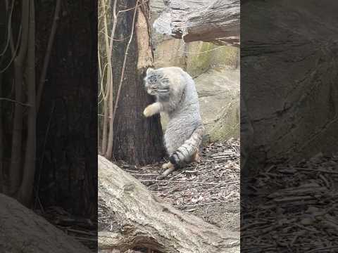 shorts ナゴムくん カリカリして〜やっぱりバックヤード覗く🤭　マヌルネコ　那須どうぶつ王国にて　2026年2月2… サムネイル