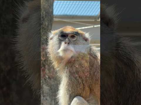 shorts パタスザルさん　のんほいパークにて　2026年4月3日 サムネイル