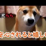 安心されると嬉しい かわいい犬の鳴き声/散歩