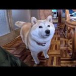 ぽむぽむモモさん かわいい犬の鳴き声/散歩