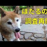 【798】涼しくなったので調査再開 かわいい犬の鳴き声/散歩