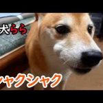 シャクシャク かわいい犬の鳴き声/散歩