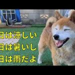 【802】暑いから廊下で寝そべる柴犬さん かわいい犬の鳴き声/散歩