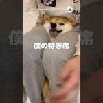 映画を見るときはここで｜PECO #柴犬 #赤柴 #茶柴 #柴犬のいる暮らし #柴犬大好き #shiba #shibainu #shibainulife #shibainulove かわいい犬の鳴き声/散歩