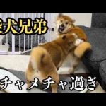 【多頭飼い】喧嘩頻発。クセ強兄と陽キャ過ぎる弟のとある一日 かわいい犬の鳴き声/散歩