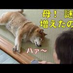 【806】謎が増えました かわいい犬の鳴き声/散歩